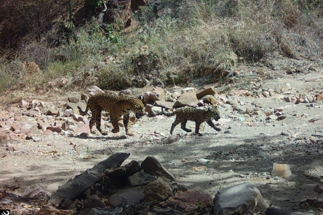 Registran Nacimiento de Cachorro de Jaguar en Sahuaripa, Sonora